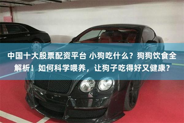 中国十大股票配资平台 小狗吃什么？狗狗饮食全解析！如何科学喂养，让狗子吃得好又健康？