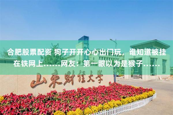 合肥股票配资 狗子开开心心出门玩，谁知道被挂在铁网上……网友：第一眼以为是猴子……